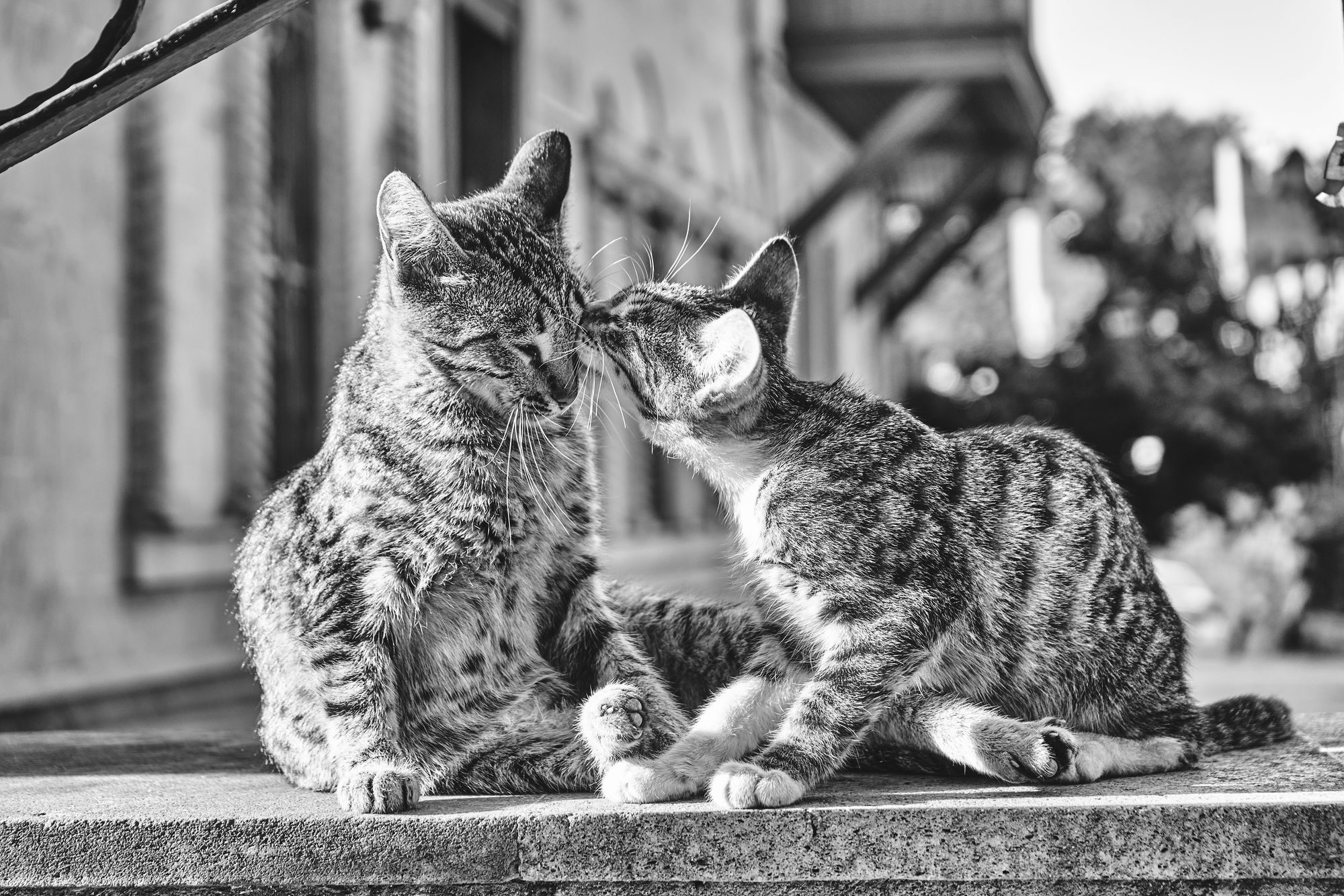 The Greeting — two street cats, nose to nose